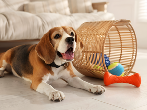 Choosing the Perfect Toy for Your Pet
