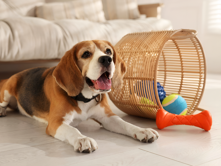 Choosing the Perfect Toy for Your Pet