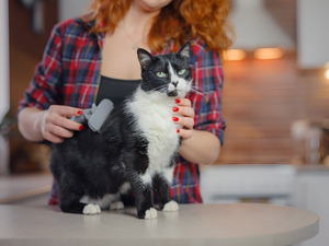 The Importance of Proper Grooming for Pets
