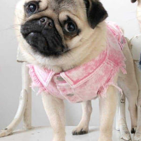 Pet Washed Denim Jacket Clothes